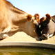 Illustration for article titled Cows Are Deadlier Than You Ever Knew